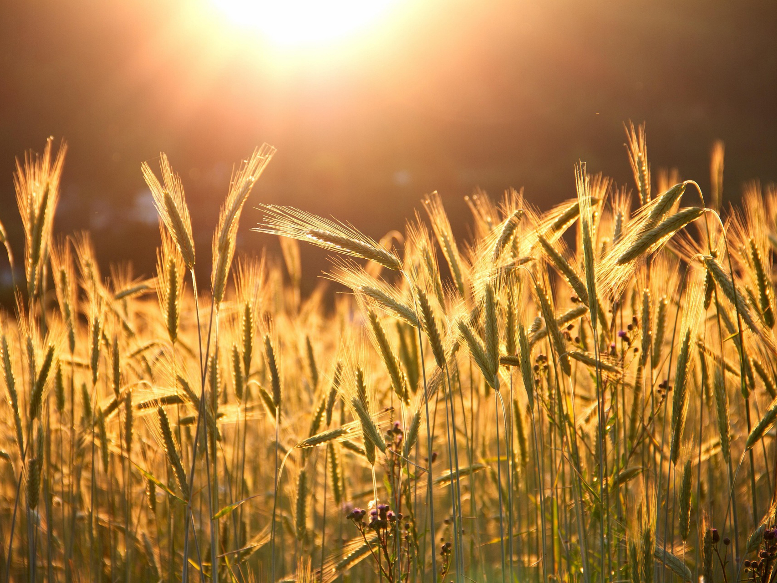 Agriculture Operations
